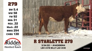 Lot #279 - R STARLETTE 279