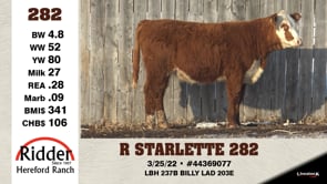 Lot #282 - R STARLETTE 282