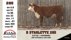Lot #285 - R STARLETTE 285