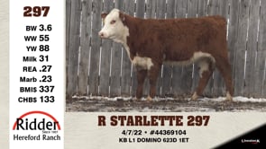 Lot #297 - R STARLETTE 297