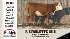 Lot #2116 - R STARLETTE 2116