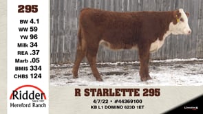 Lot #295 - R STARLETTE 295
