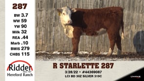 Lot #287 - R STARLETTE 287