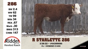 Lot #286 - R STARLETTE 286