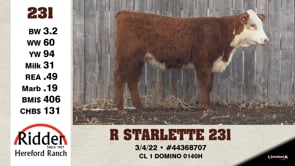 Lot #231 - R STARLETTE 231