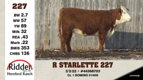 Lot #227 - R STARLETTE 227
