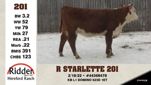 Lot #201 - R STARLETTE 201