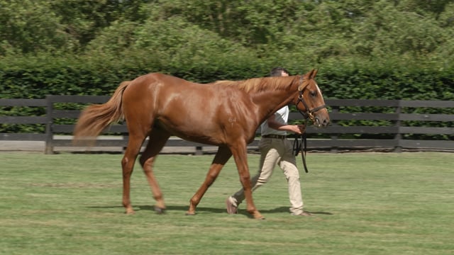 Lot 594