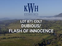 Dubious x Flash of Innocence 21 Colt - Kitchwin Hills