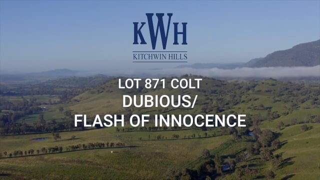 Dubious x Flash of Innocence 21 Colt - Kitchwin Hills