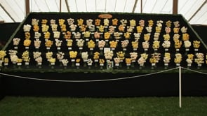 Ron Scamp - Cornwall's Daffodil King - CC