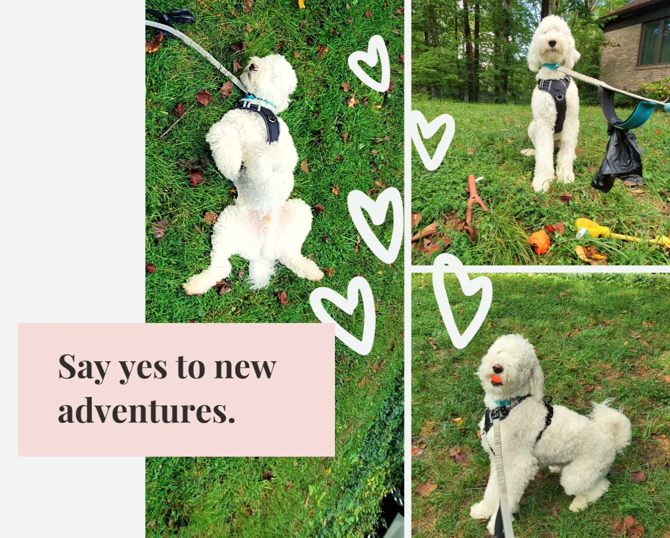 Best Dog Walking and Pet Sitting in Dumfries and Woodbridge on Vimeo