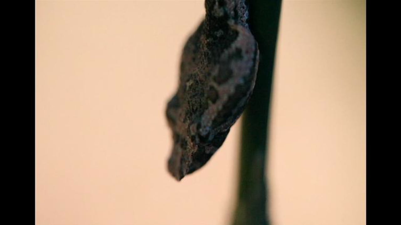 Pit Viper