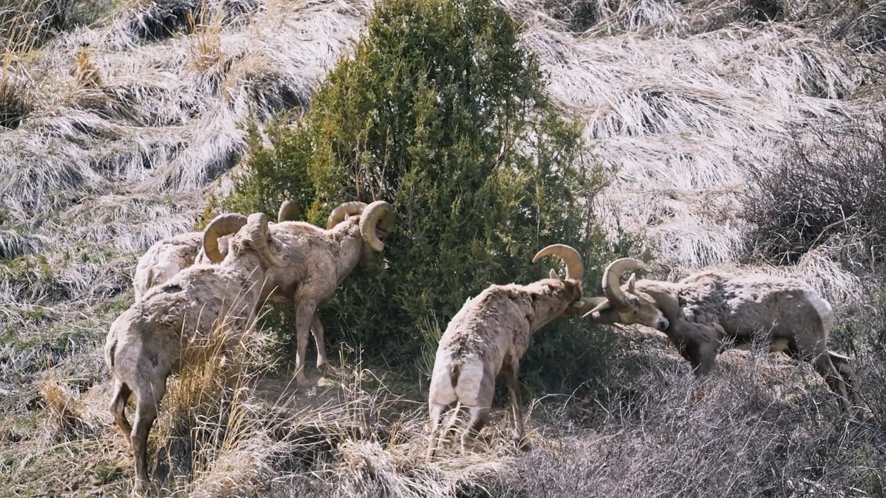 Bighorn Sheep