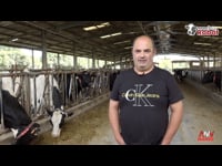 En busca del tercer ordeño