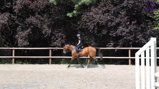 Flatwork for young riders