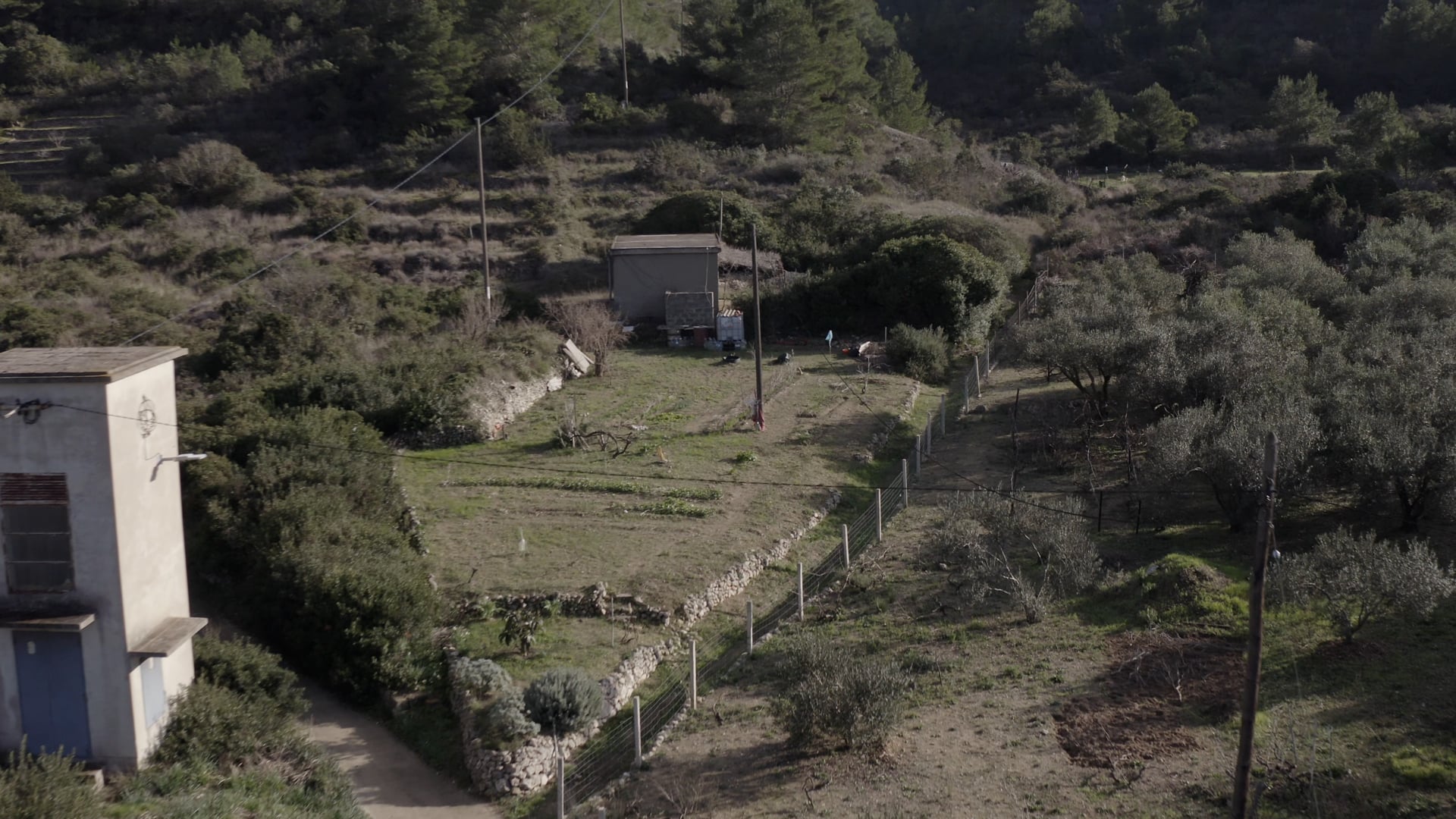 Path going through bushes and trees