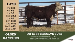 Lot #197E - OR E158 RESOLVE 197E
