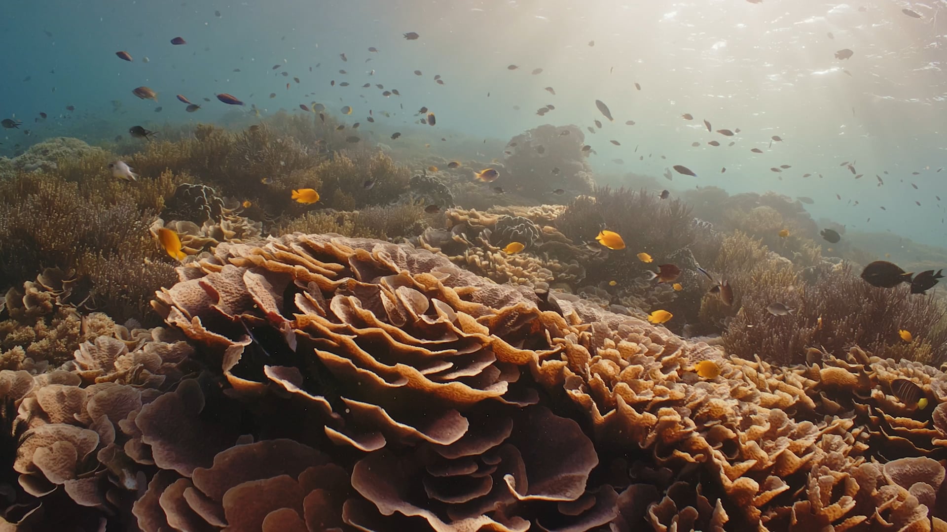 'A W A K E N' - Promo