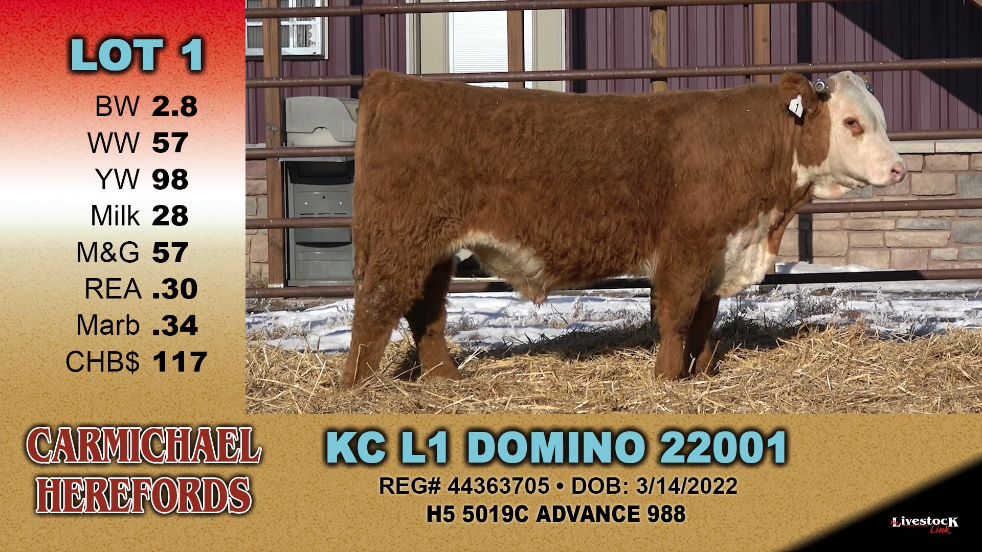 Carmichael Herefords - Lot 1