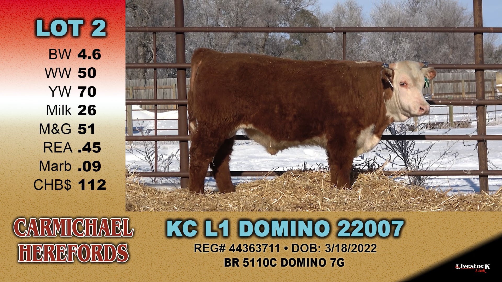 Carmichael Herefords - Lot 2