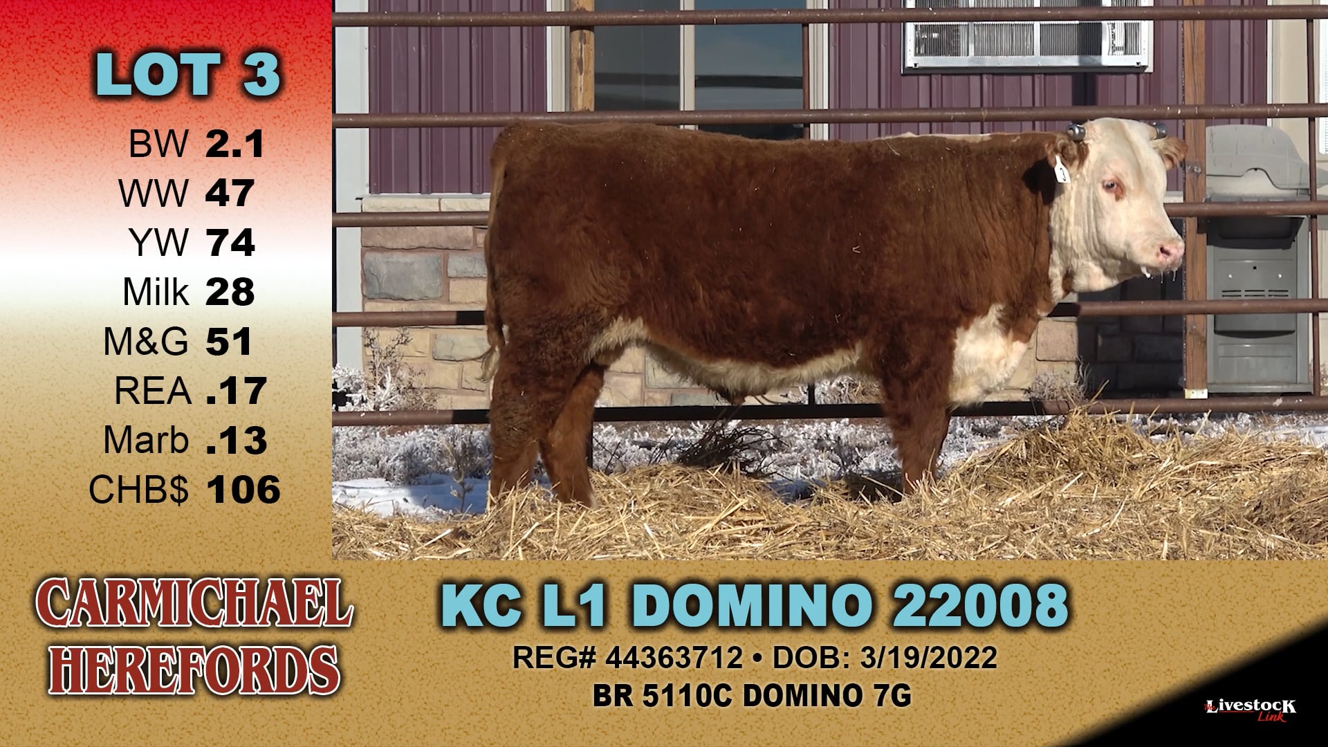 Carmichael Herefords - Lot 3