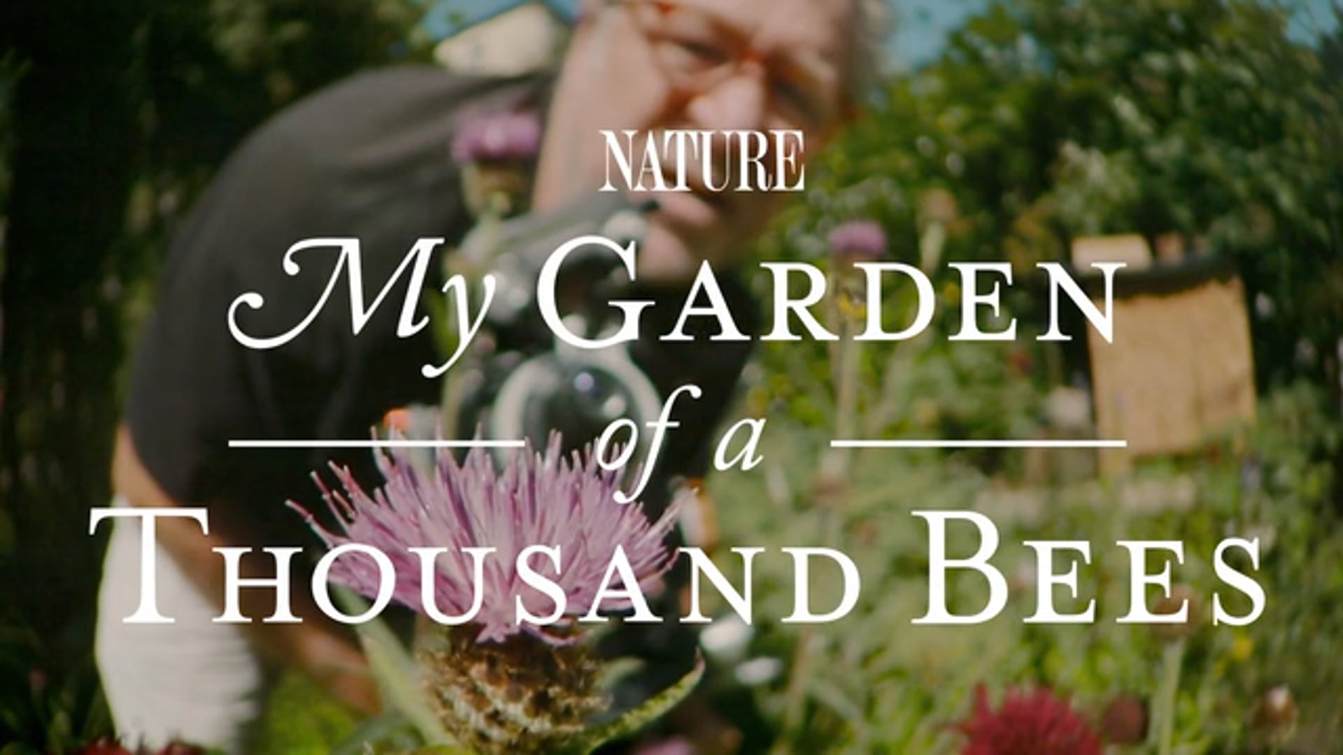 My Garden of a Thousand Bees  | 1 x 60min | PBS