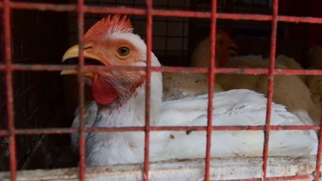 A broiler chicken pants in a cage due to heat stress at a chicken shop, Maharashtra, India, 2022