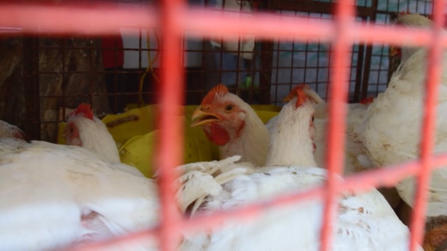 Indian broiler chickens pant in a cage due to heat stress at a chicken shop, Maharashtra, India, 2022