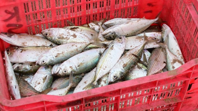 Indian mackerel fish suffocating in a crate on the beach in Maharashtra, India, 2022