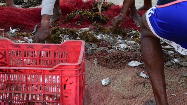 Men sorting Indian fish on the beach into a crate, Maharashtra, India, 2022