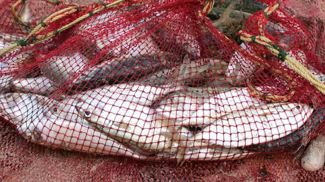 Indian fish caught in a fishing net and lifted up, on the beach in Malvan, Maharashtra, India, 2022