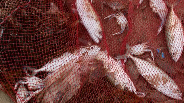 Indian fish and crabs caught in a fishing net on the beach in Maharashtra, India, 2022