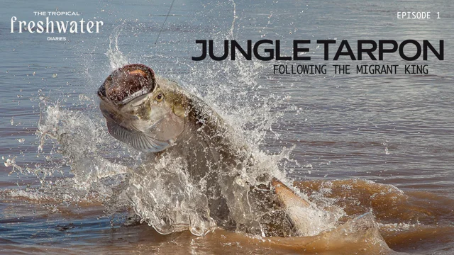 Video: Jungle Fly Fishing for Tarpon in Costa Rica – The Venturing Angler