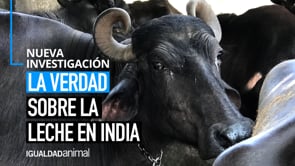 El secreto de la leche en India