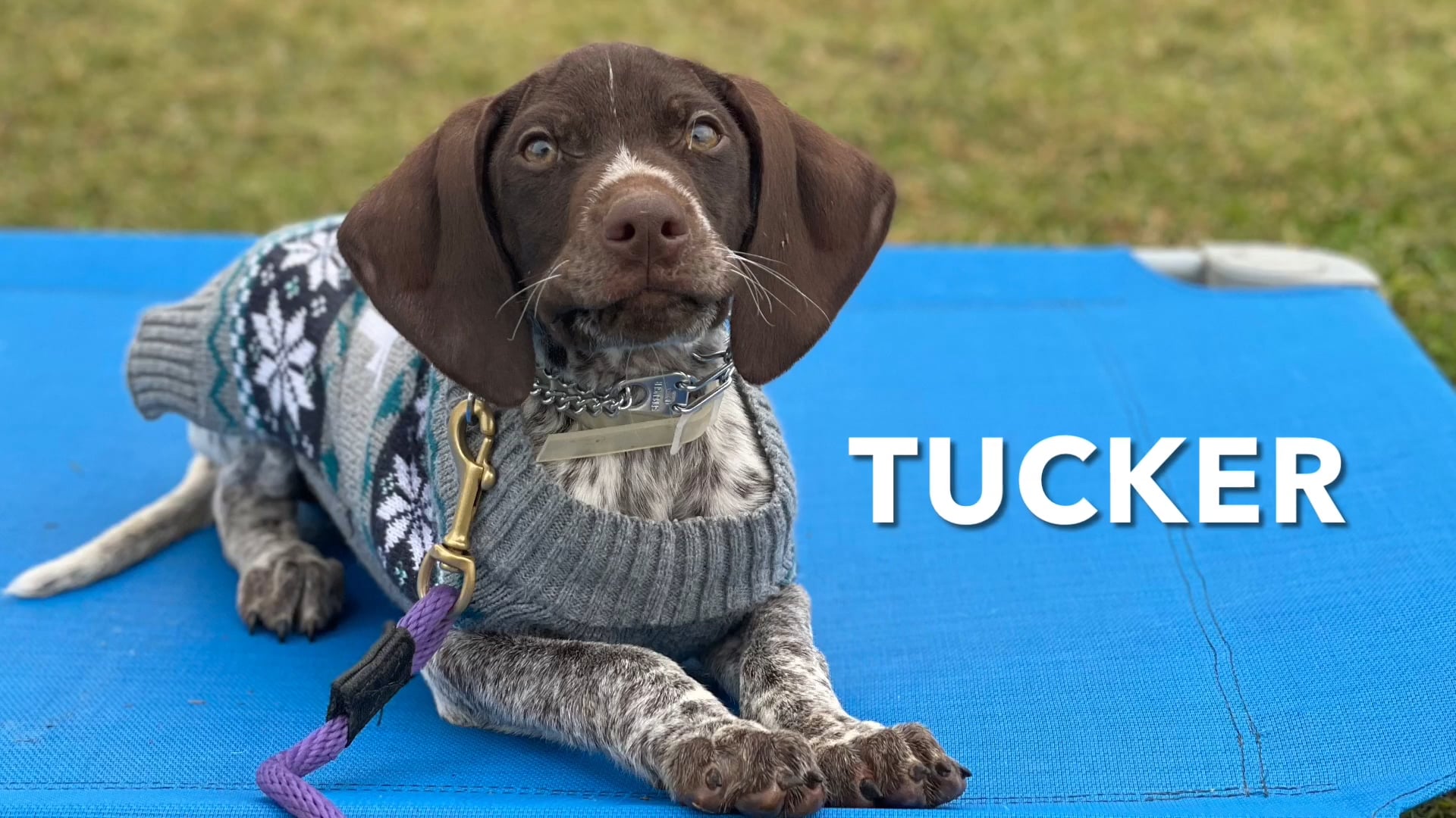 GSP Tucker Testimonial On Leash Only on Vimeo