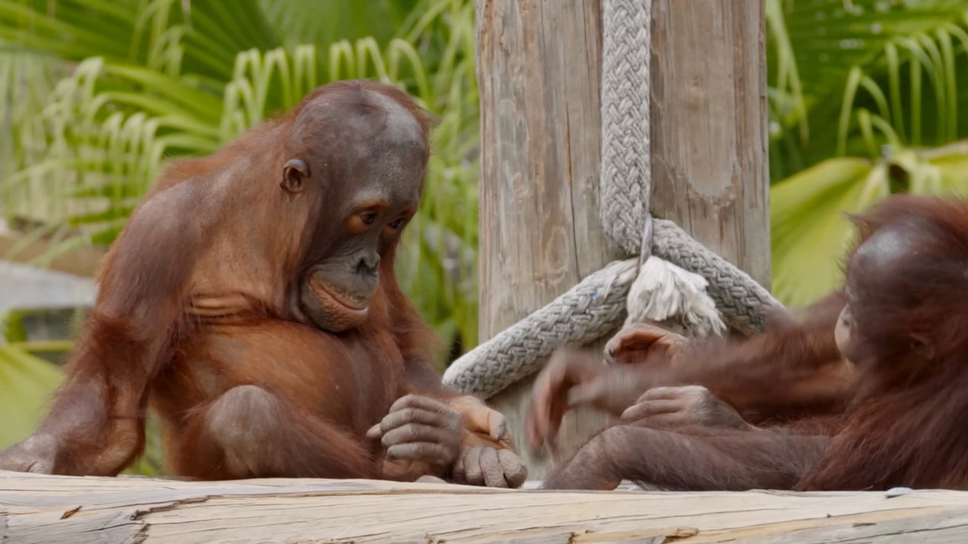 Secrets of the Zoo | NG Wild