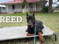 Doberman - Creed