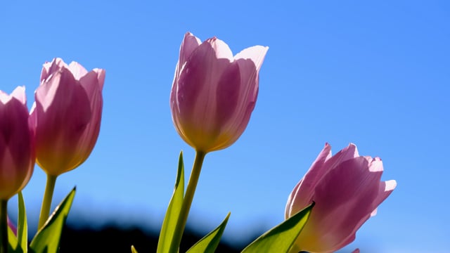 Tulip Videos: Download 208+ Free 4K & HD Stock Footage Clips - Pixabay