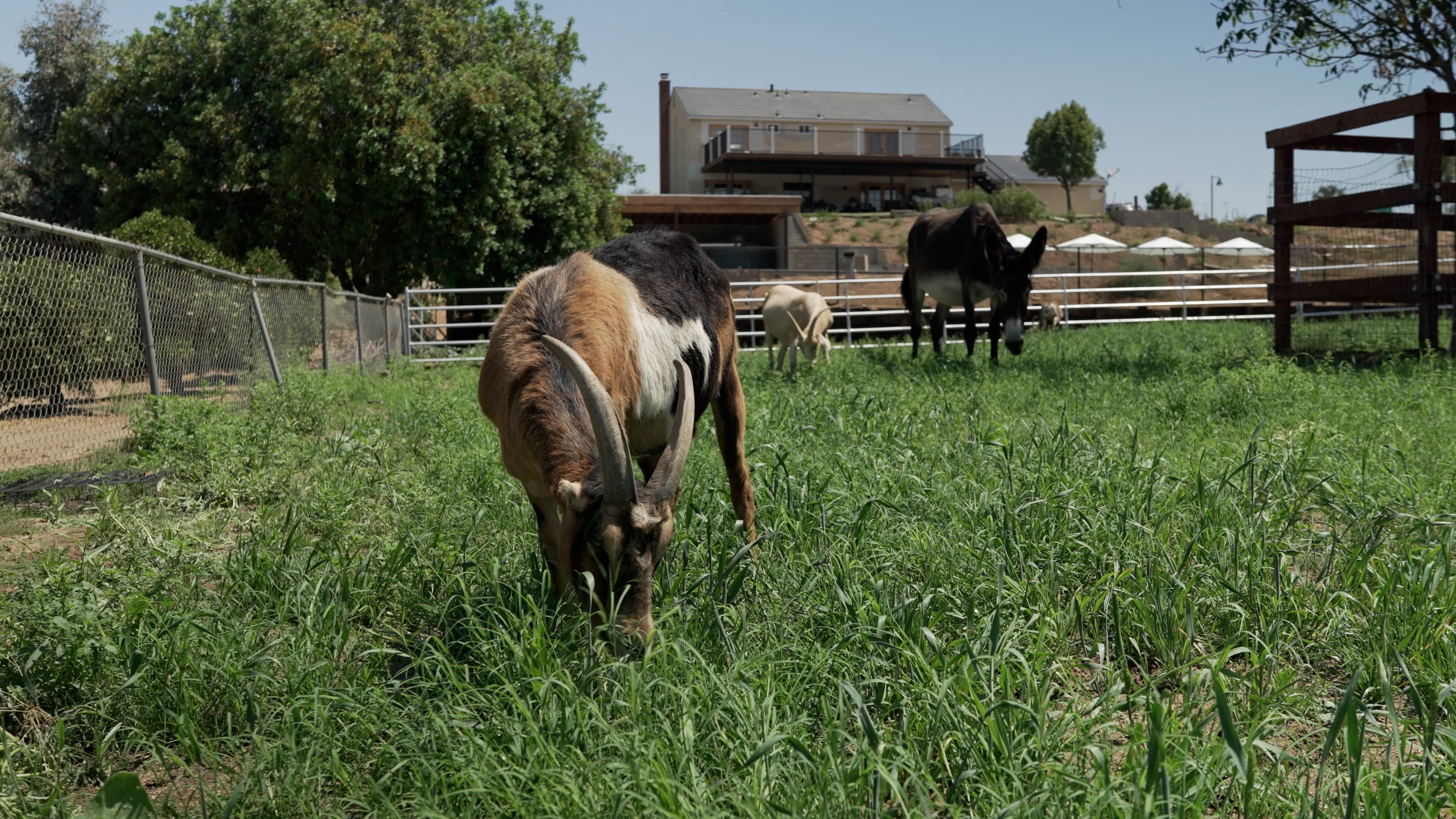 Browsey Acres - Pasture