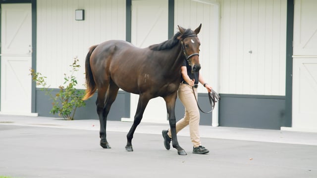Lot 345