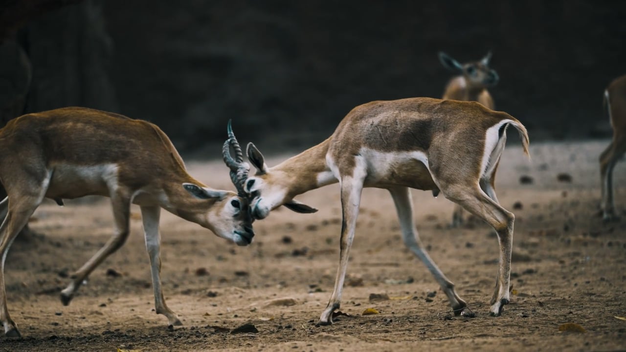 Young Blackbuck sparring