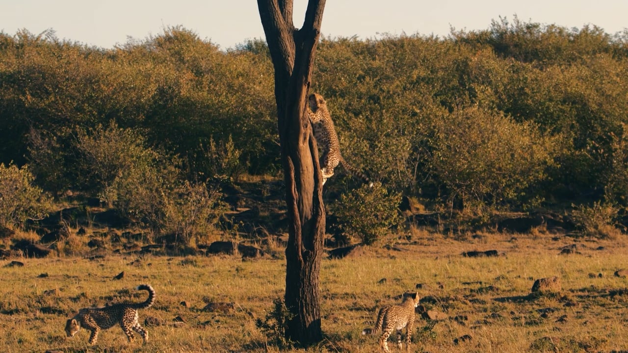 Cheetah Climb