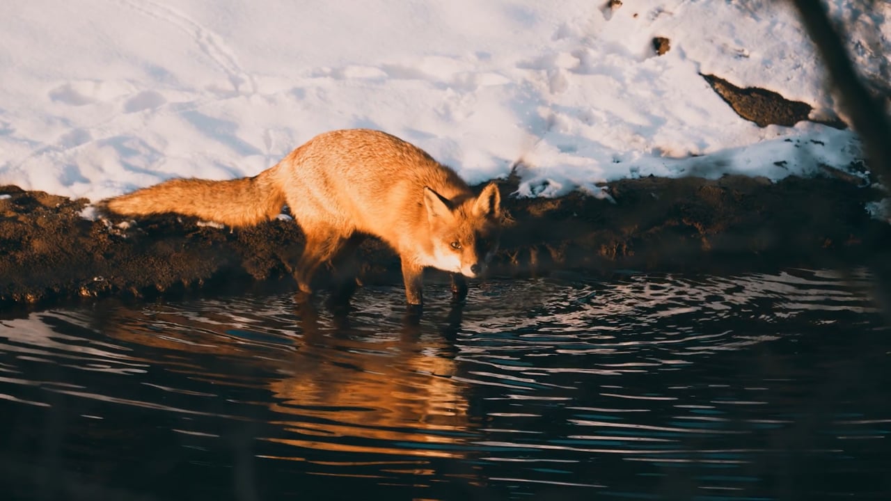 Fox Drink