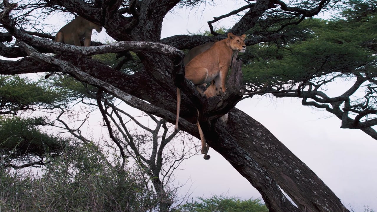 Lioness sitting in tree