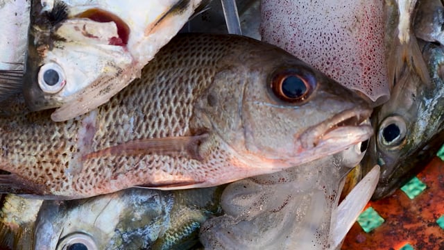 Indian fish suffocating in a pile of fish on the beach, Goa, India, 2022