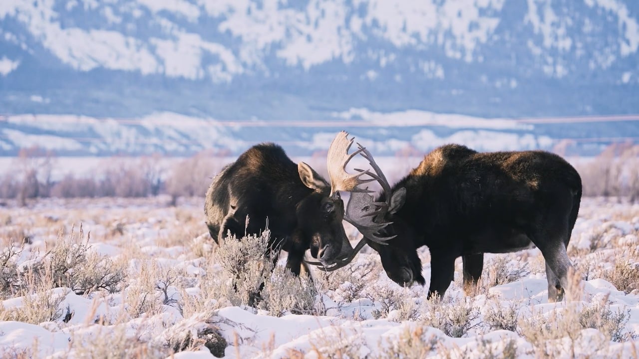 Moose Bulls