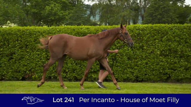 Lot 241