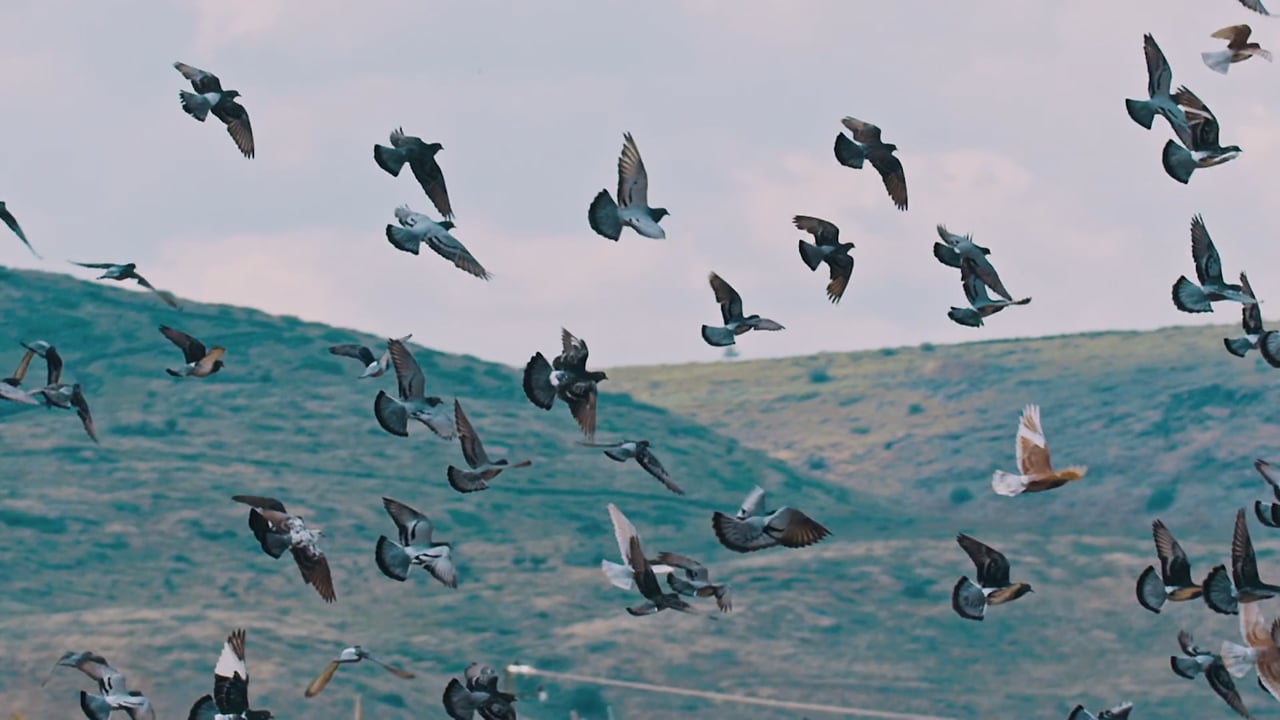 Pigeons