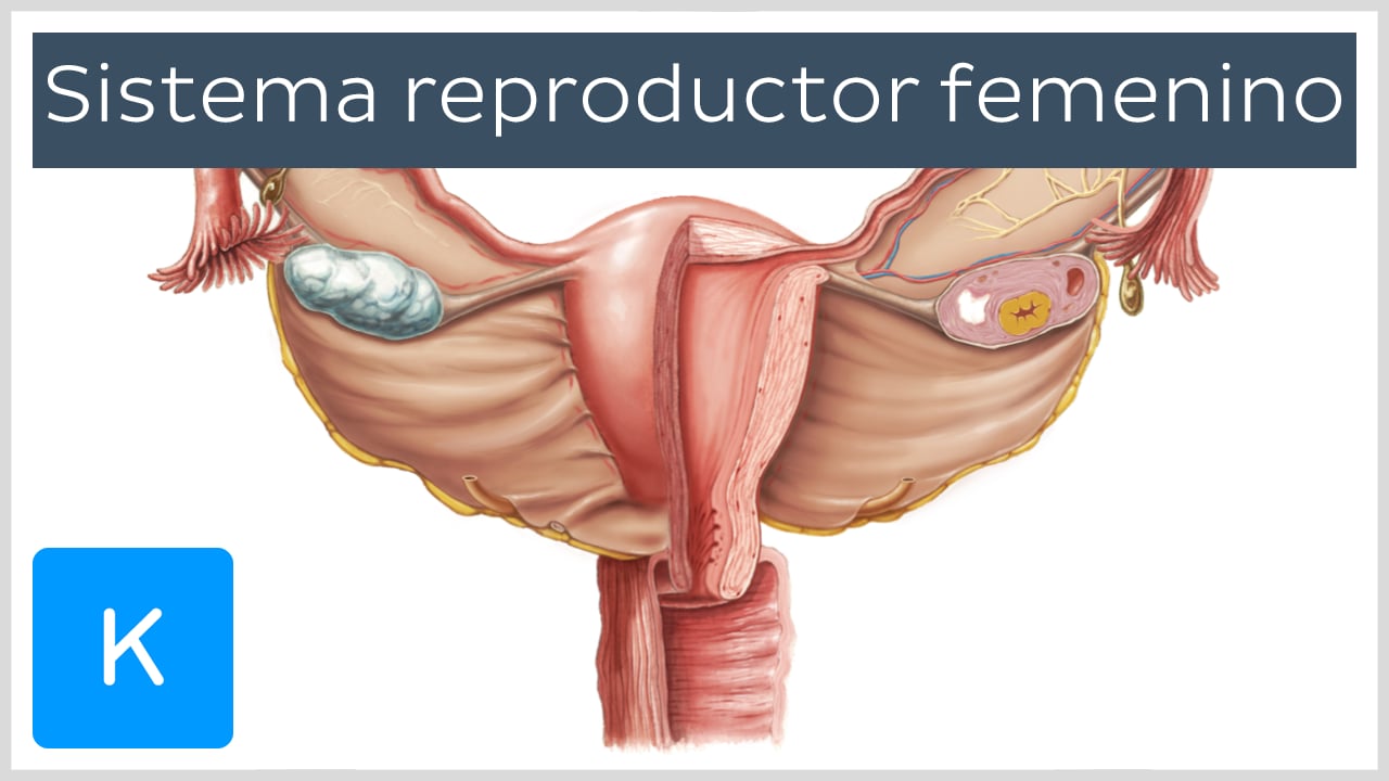 Órganos reproductores femeninos Anatomía y funciones Kenhub